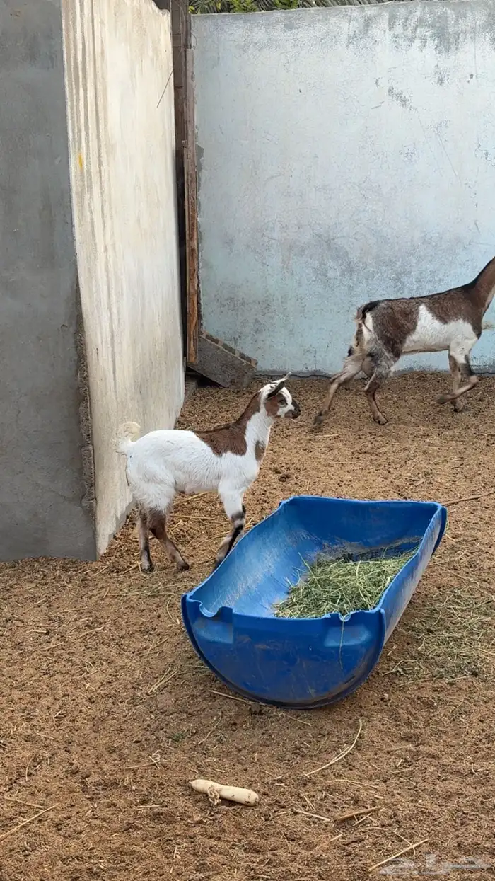 عنز جنوبيه 2