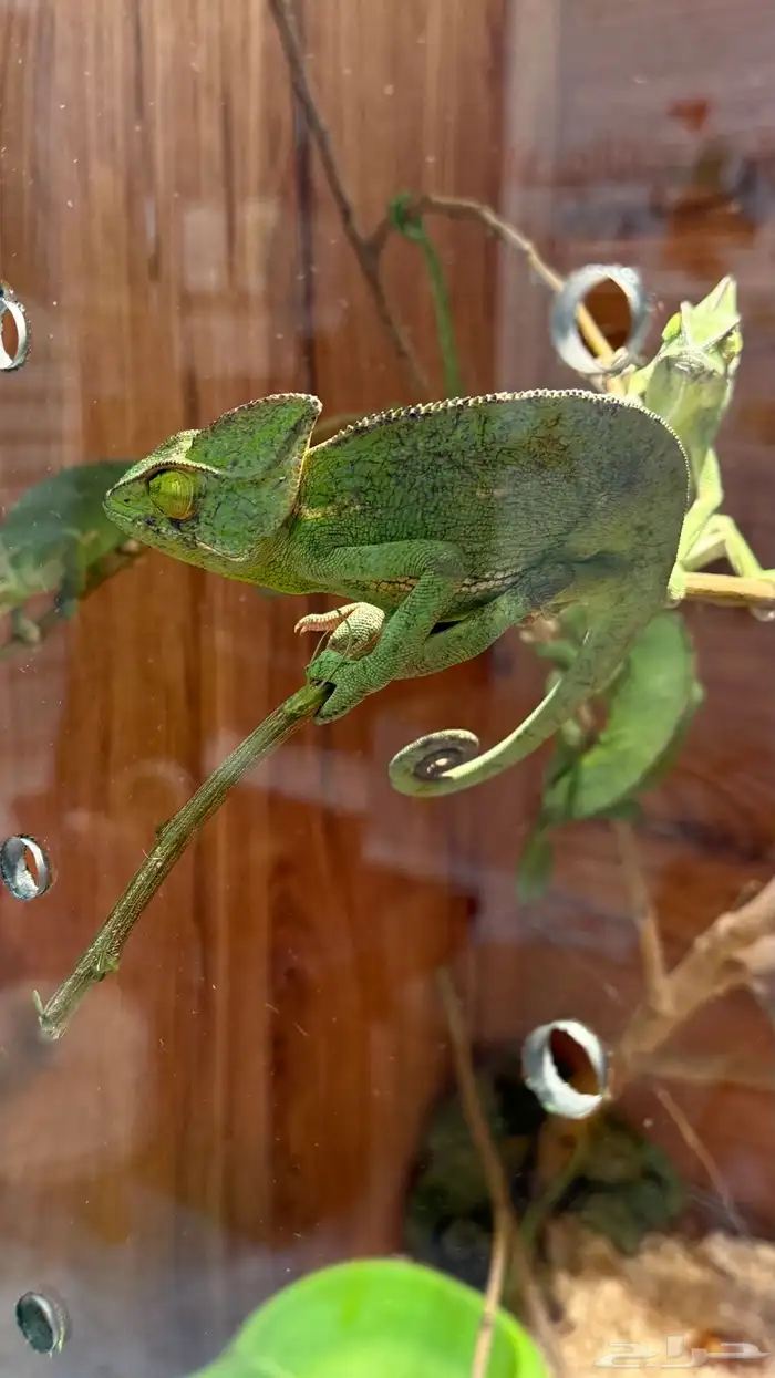 حرباء كاميليون 2