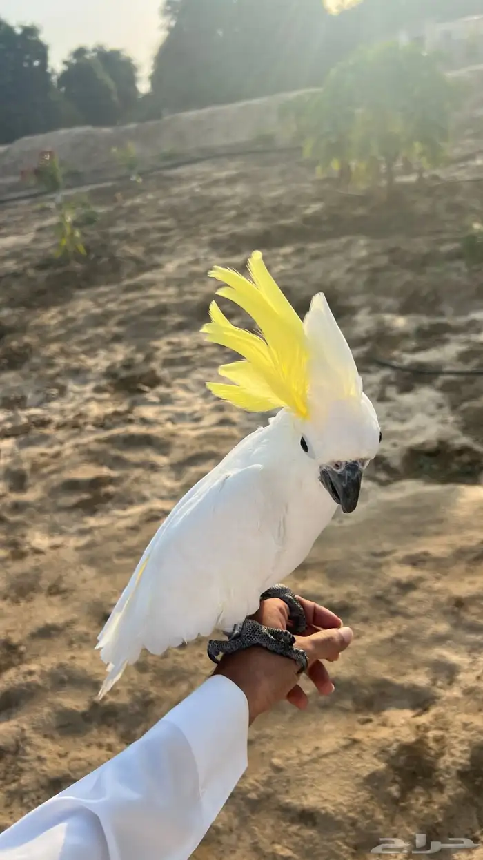ببغاء كوكاتو ترايتون 4