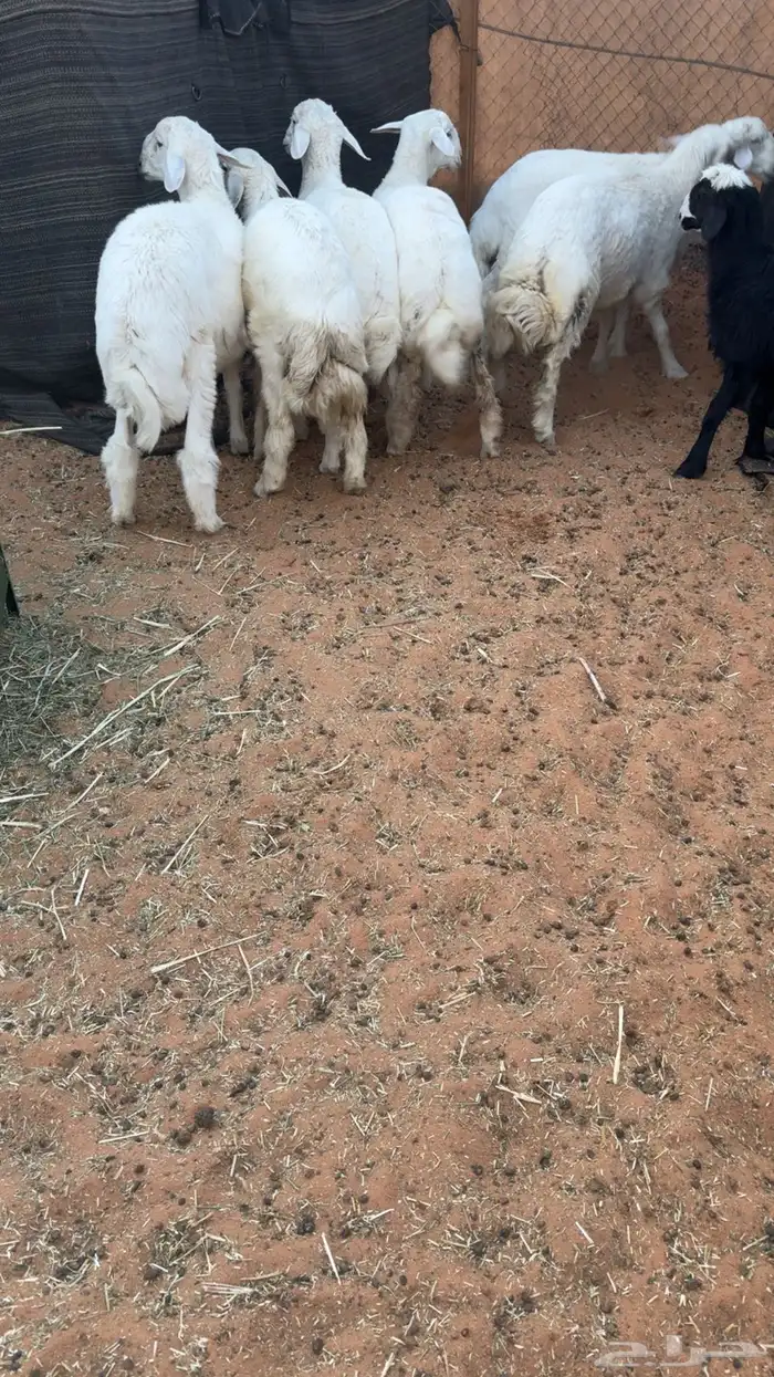 6 طليان حريه جبره 5