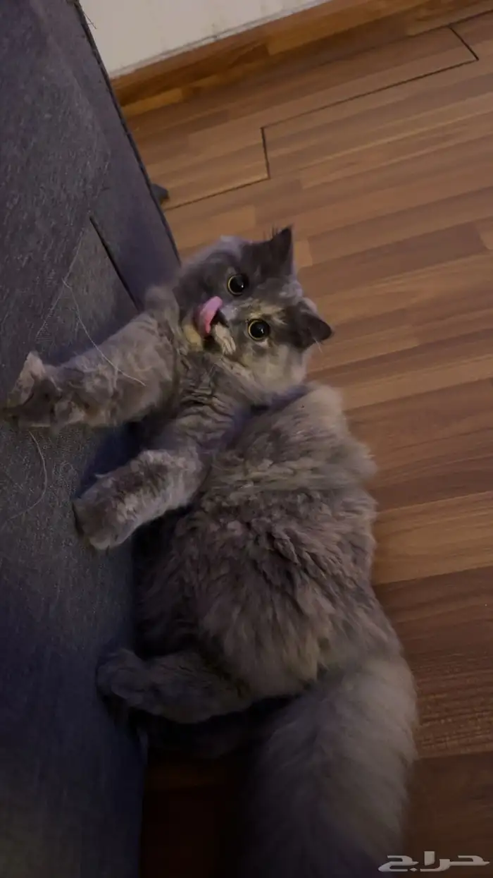 قطة للتبني 1