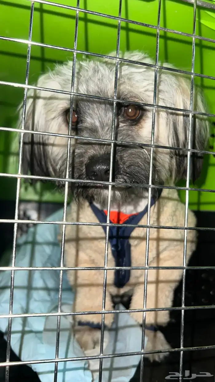 كلب انثى شيواوا 4