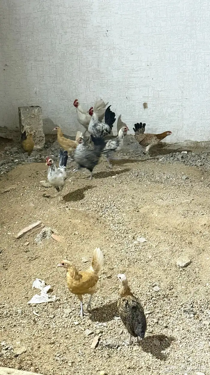 دجاج للبيع 1