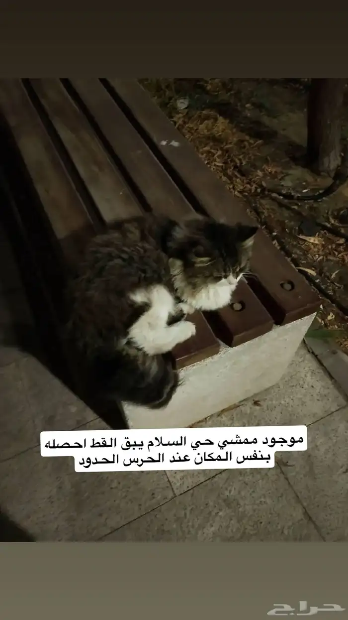 قط يحتاج انقاذ محطه الارقام علا الصور 1
