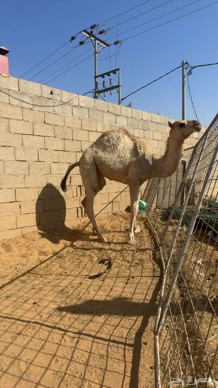 مفروده طيبه للبيع 2