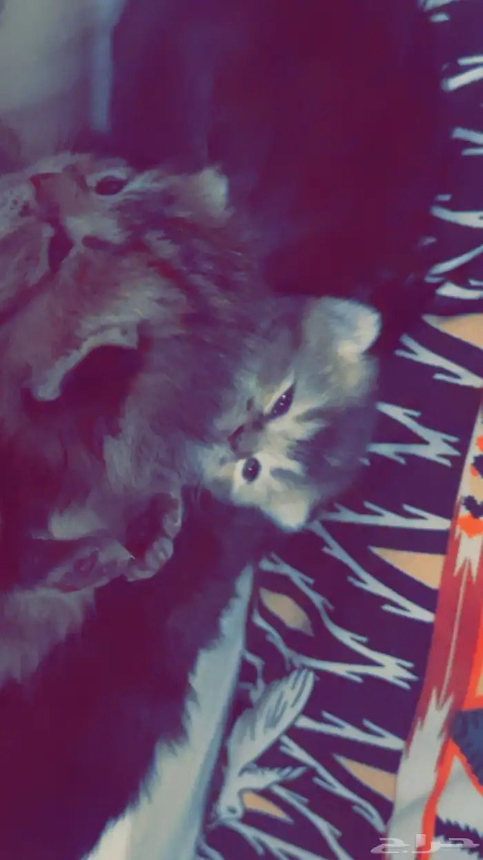 سكوتش فولد جمالو 3