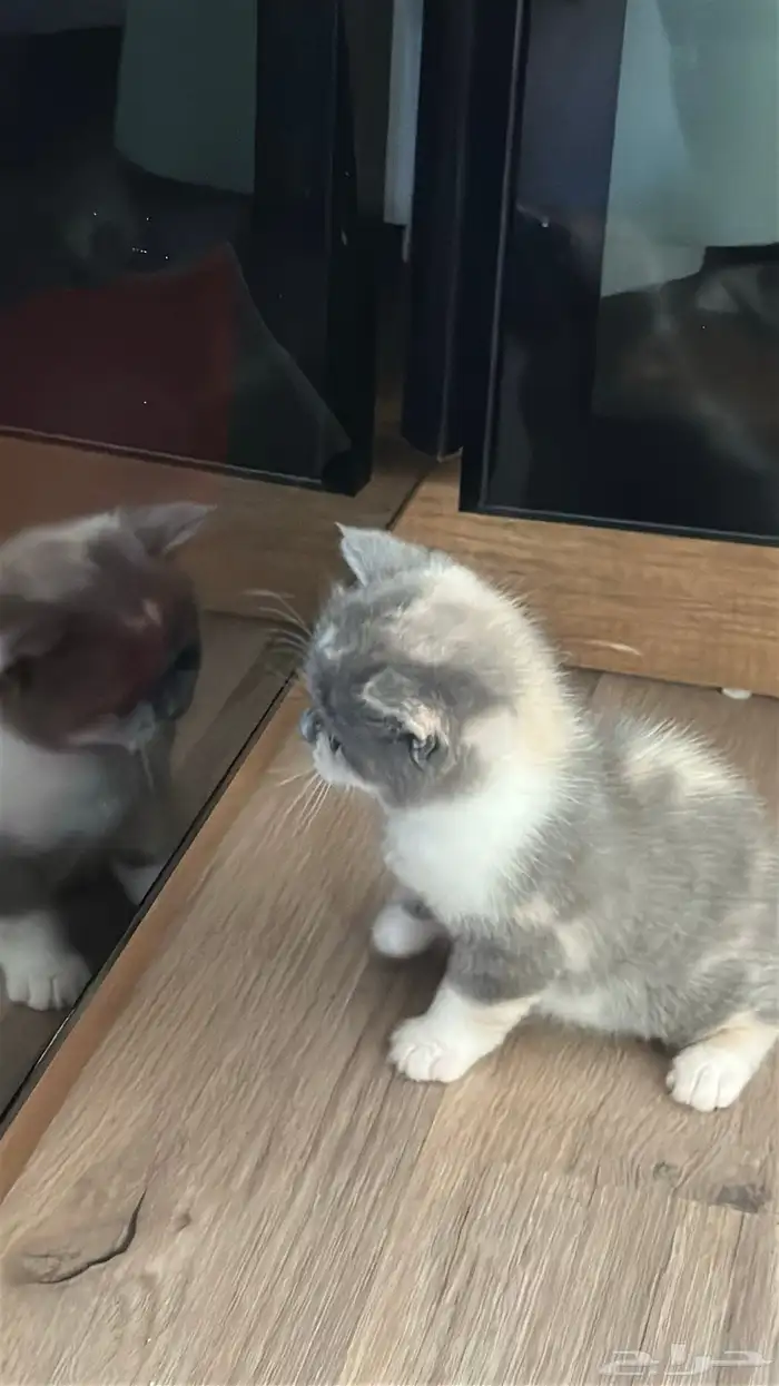 سكوتش فولد كيتن للبيع 5