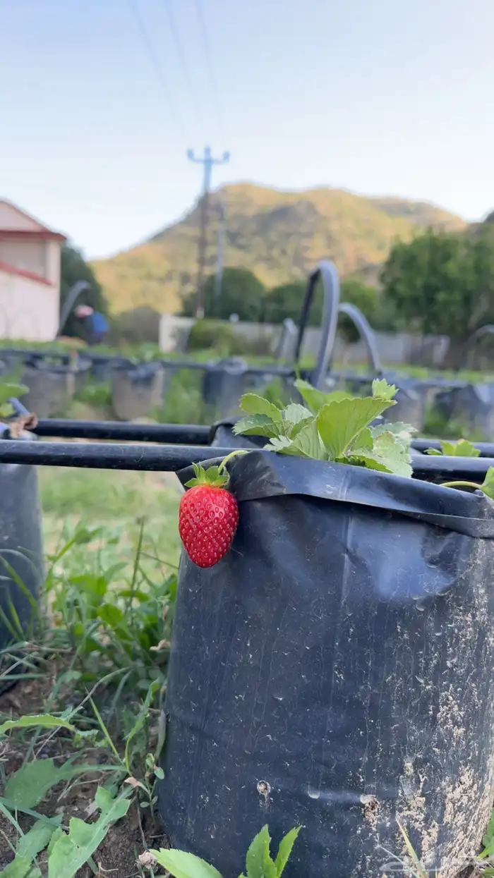 شتلات فراولة جيل اول حوالي 700 شتلة 2