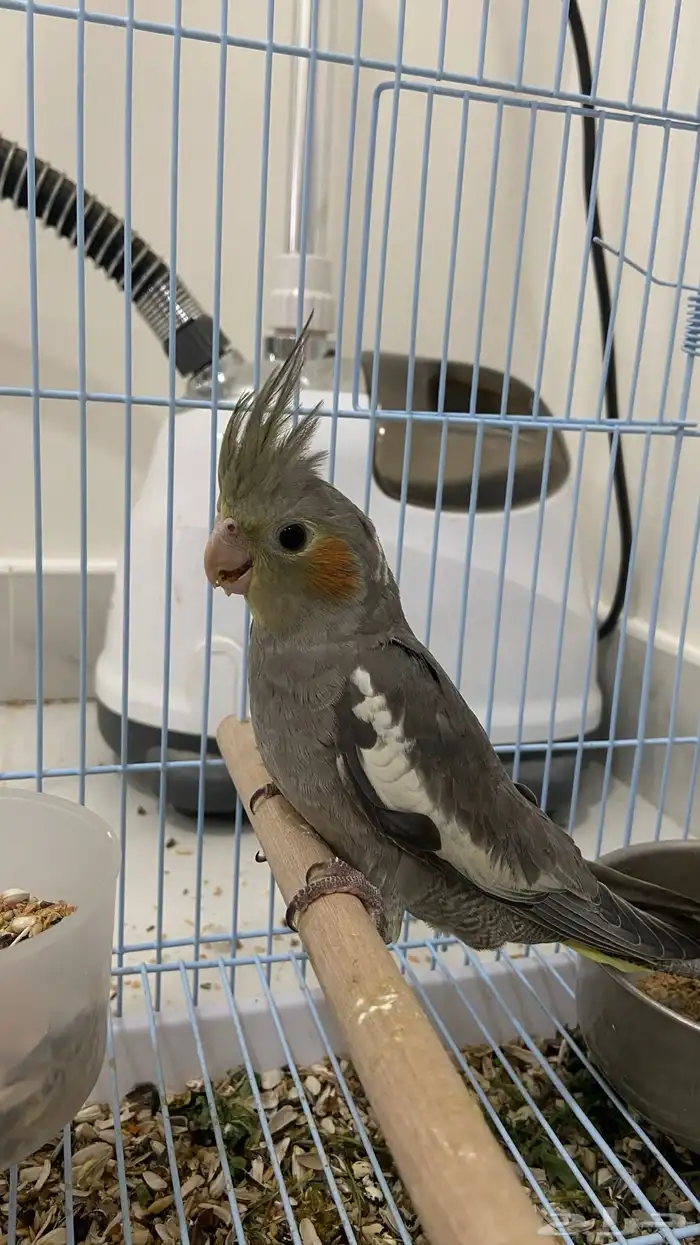 كوكتيل كروان 1