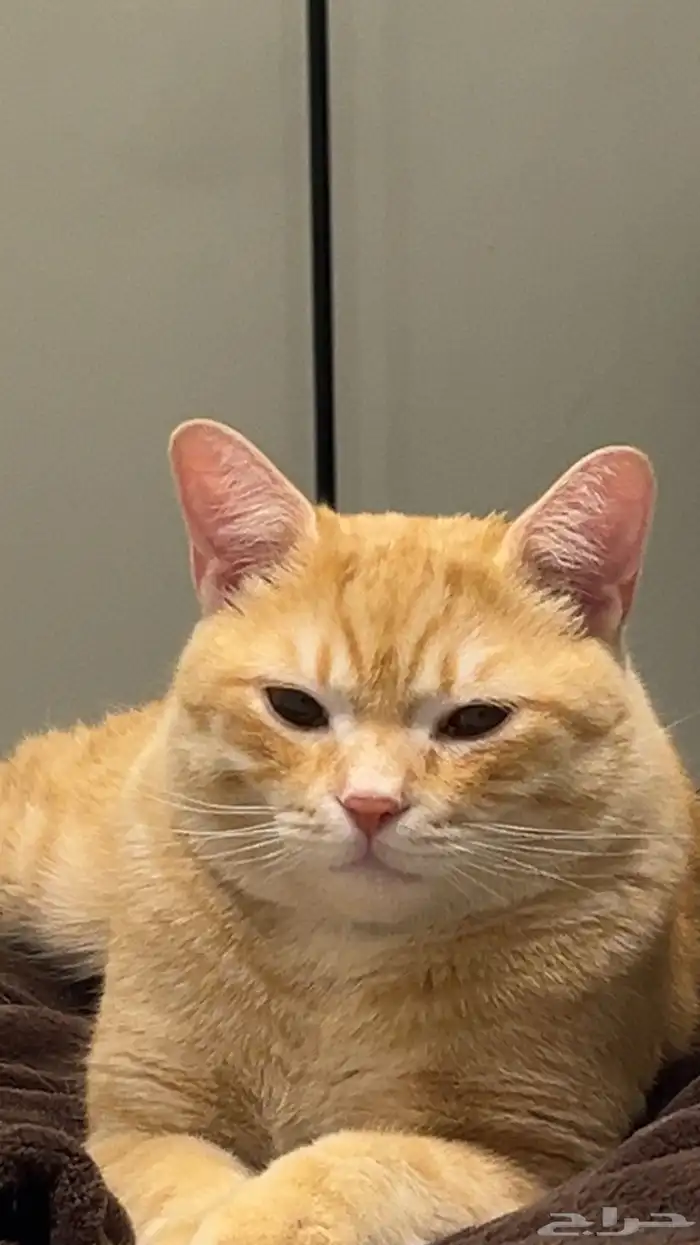 اعلان عن قط مفقود ضائع في حي الفيحاء (يوجد مكافئه لمن يجده) 1