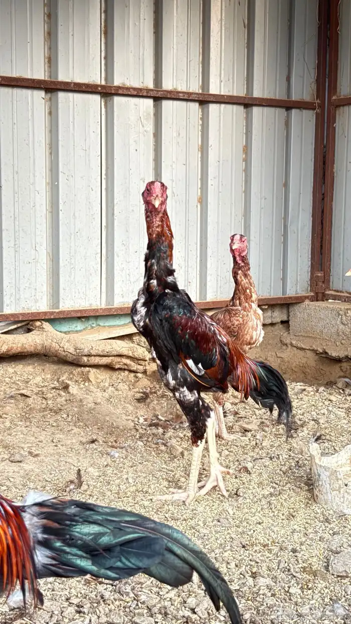 اثنين ديوك شامو 1