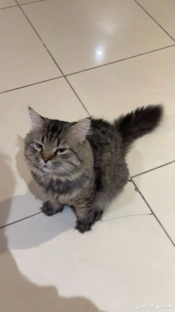 قط ذكر شيرازي طالب تزاوج 0