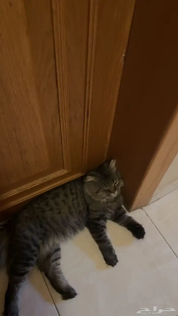 قط ذكر شيرازي طالب تزاوج 2