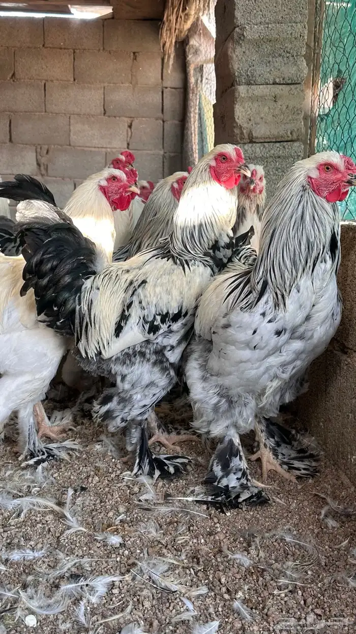 للبيع ديوك براهما كولمبي 4