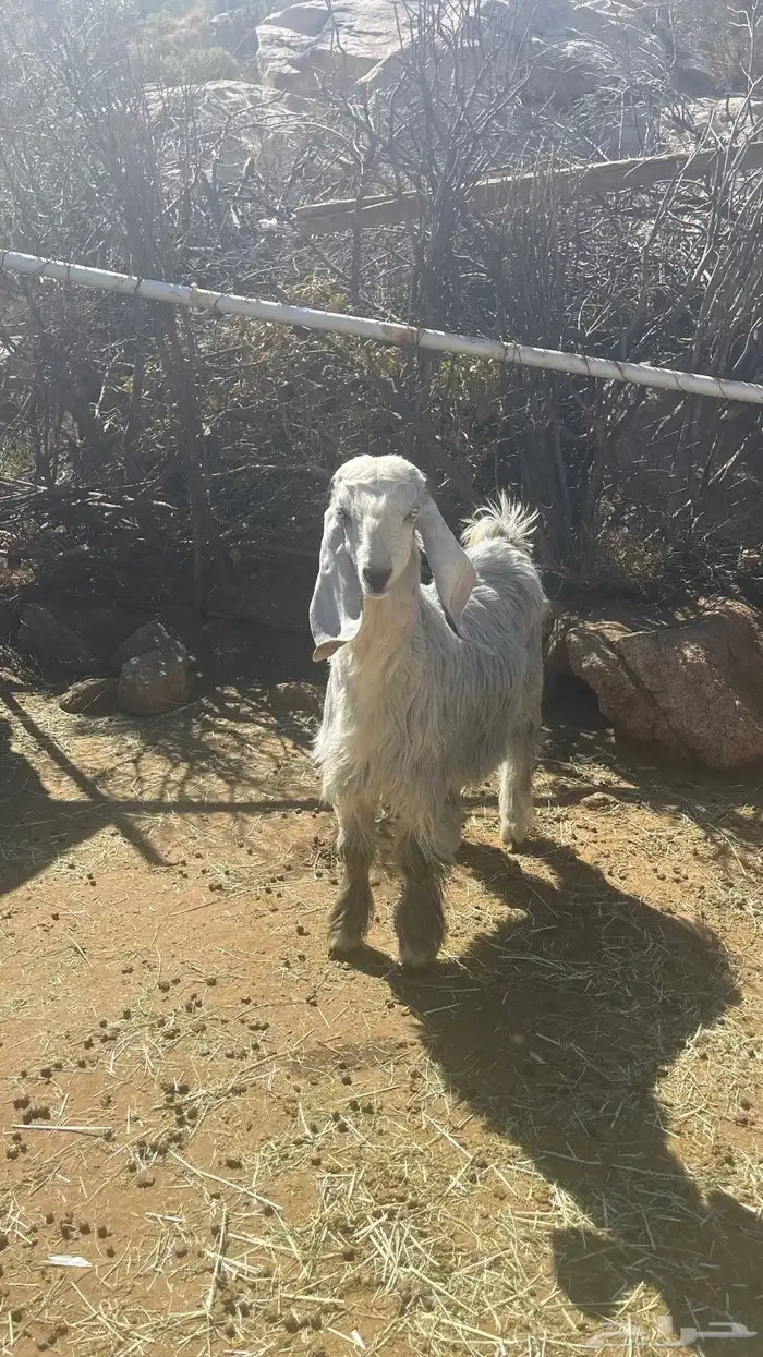 تيوس بني مالك 4