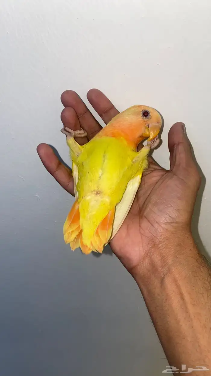 روز لاتينو هدد 2