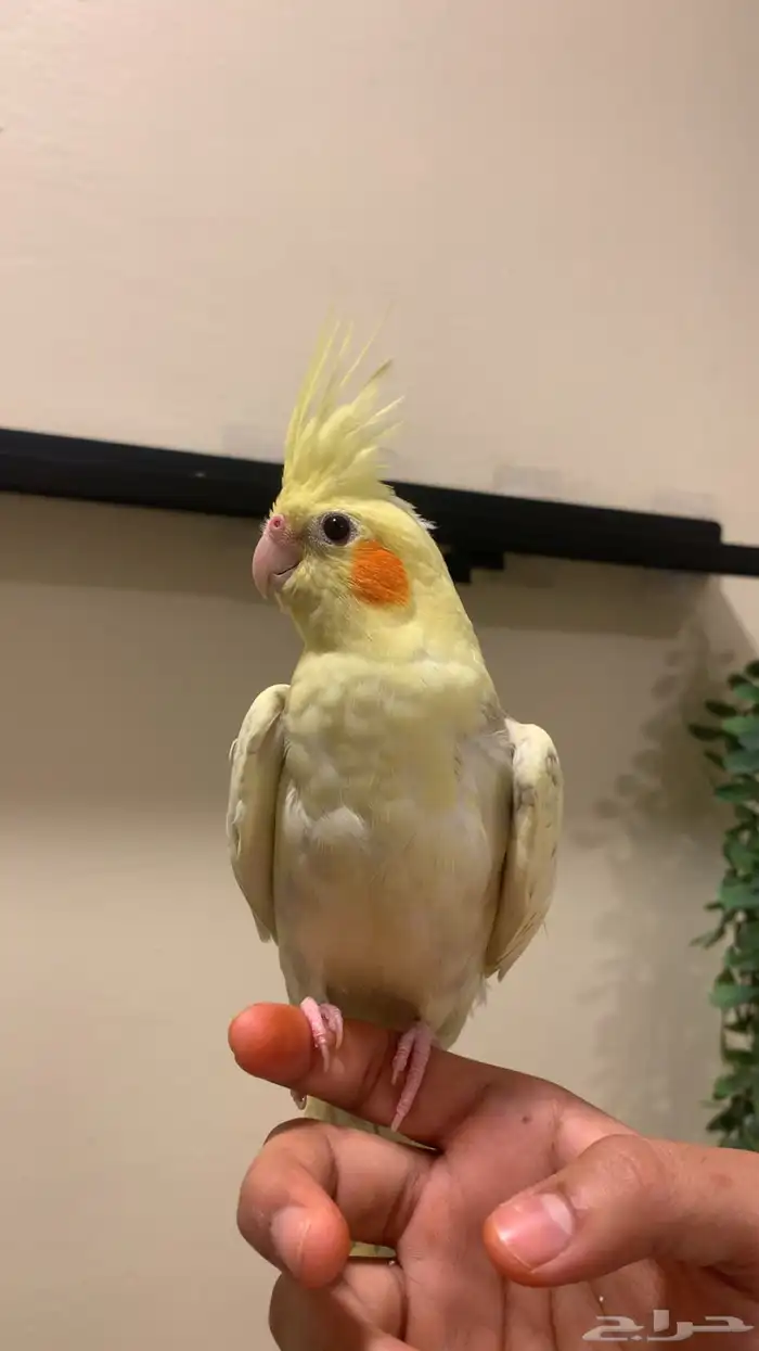 (مباع) كروان بايد اليف جدا فاخر (يعتبر مميز ونادر نسبيا ) 1