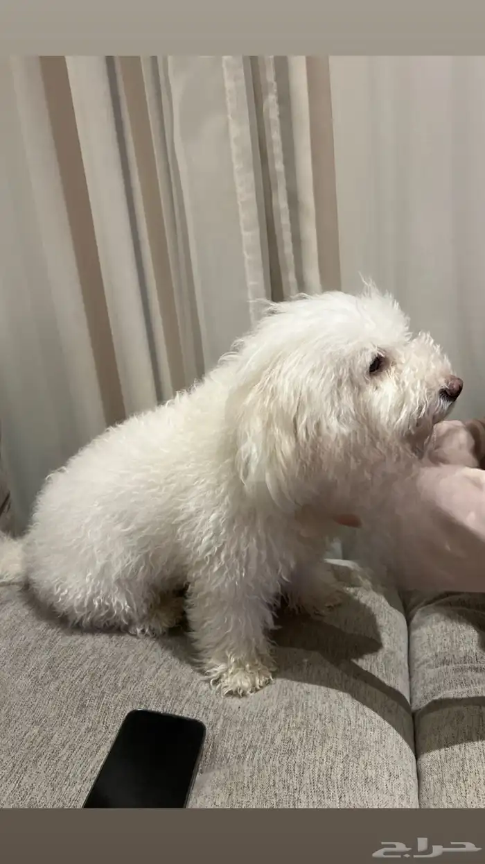 كلبه مالتيز 0