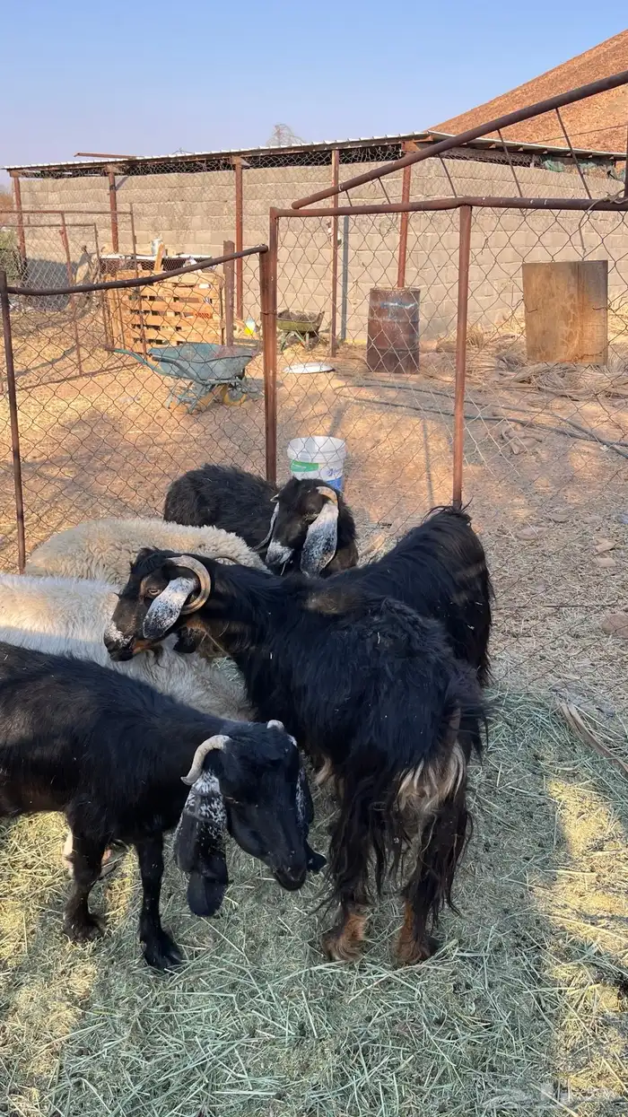 غنم للبيع 3