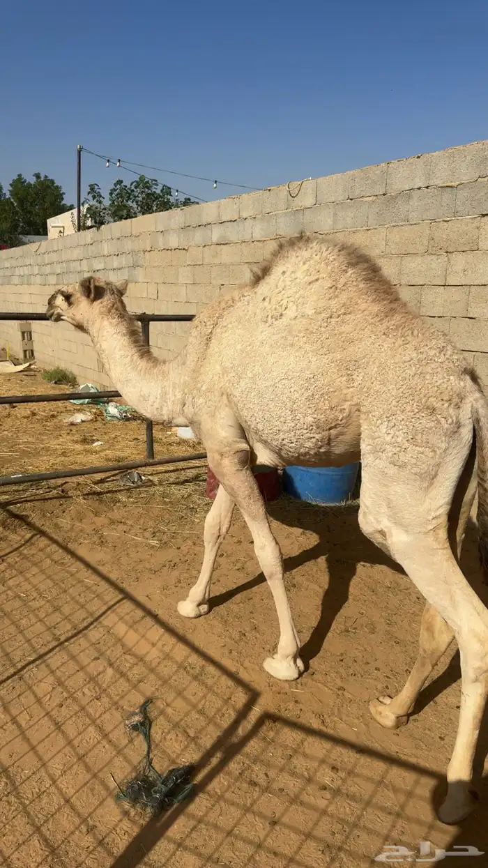 مفروده طيبه للبيع 3