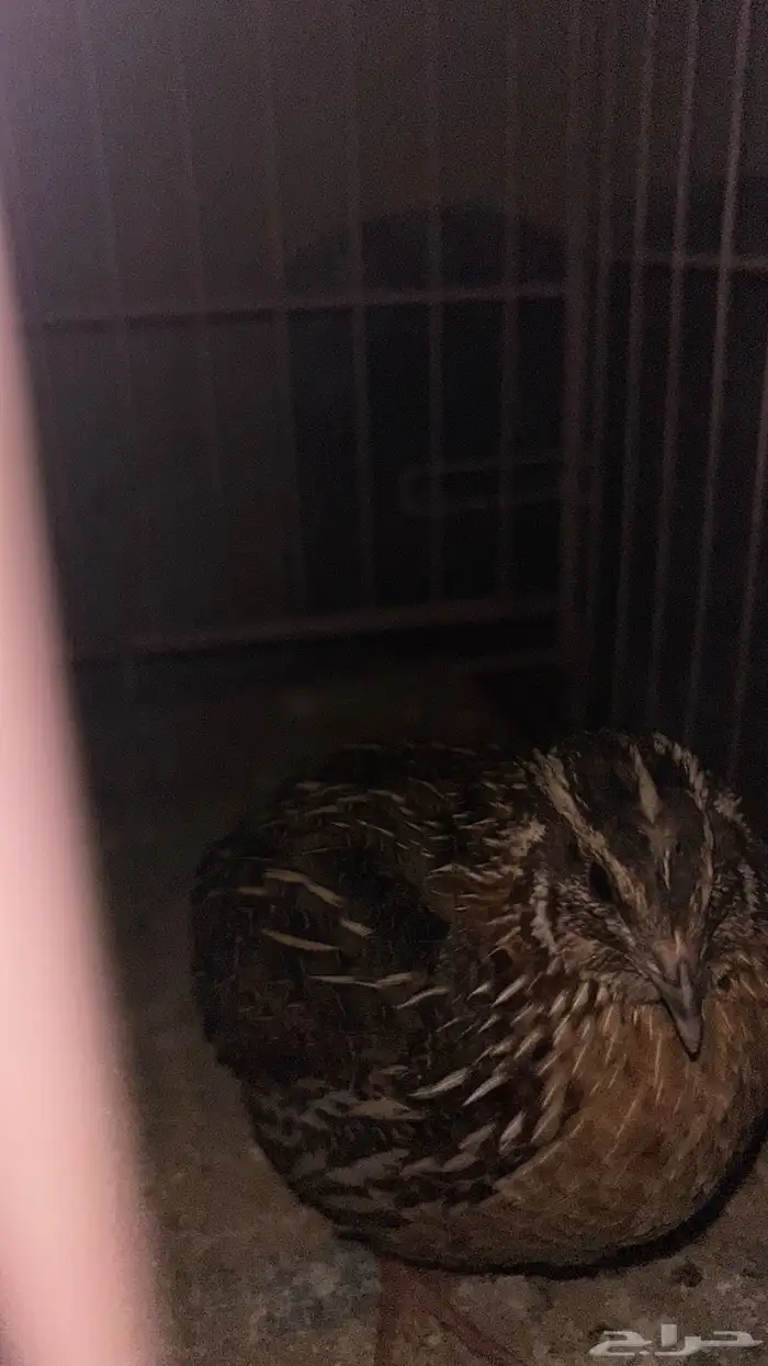 مريعي للبيع فري 2