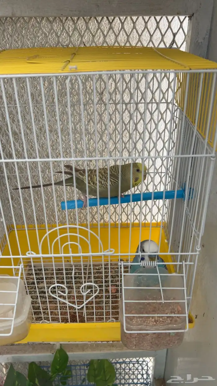 ازواج بادجي منتجة ( تم البيع ) 5