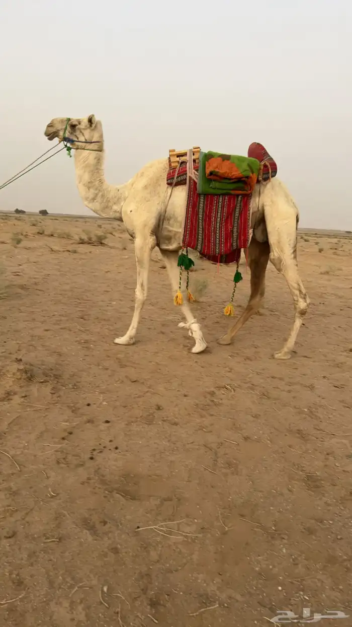 رحول اباعر 1