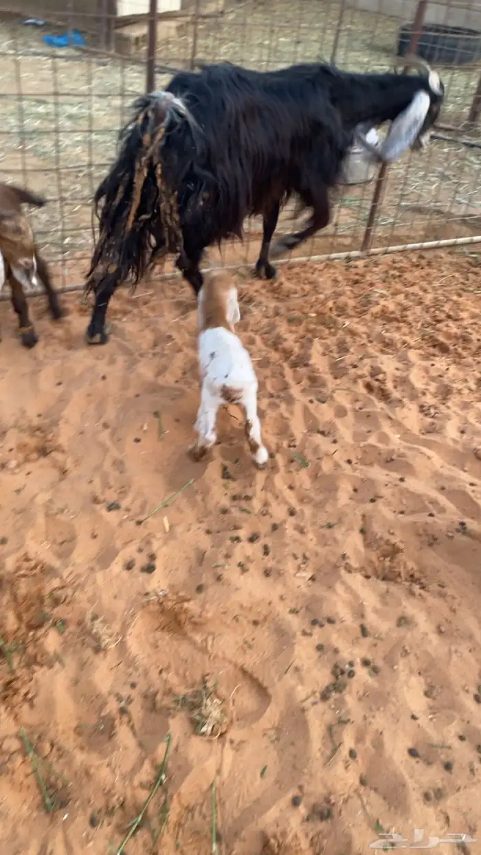 عنز والد معزى 5