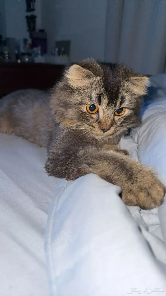 قط في حالة جيده ومتطعم وماخذ حبوب ديدان للي يخاف ربه 0