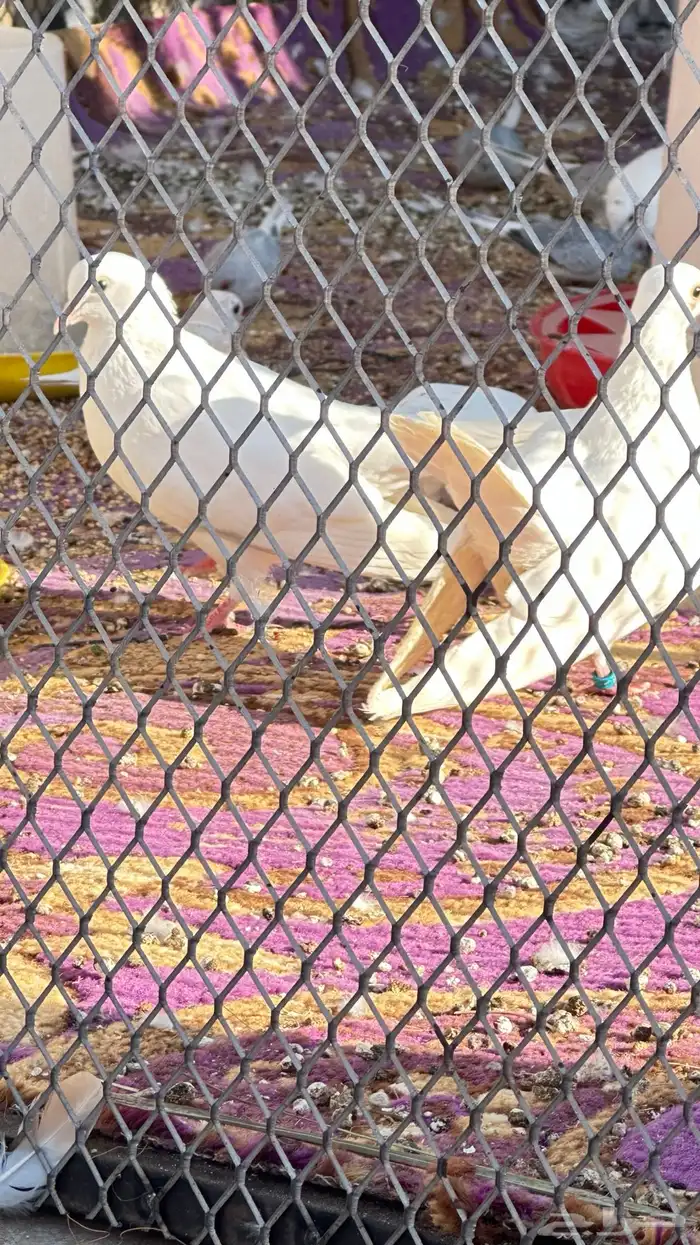 زوج حمام صنعاني ابيض ابو شيبه 0