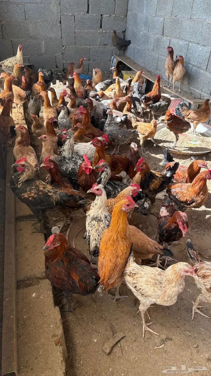 دجاج وديكه للبيع 0