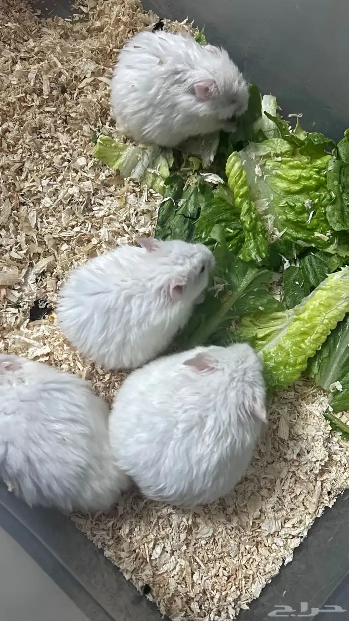 هامستر للبيع 1