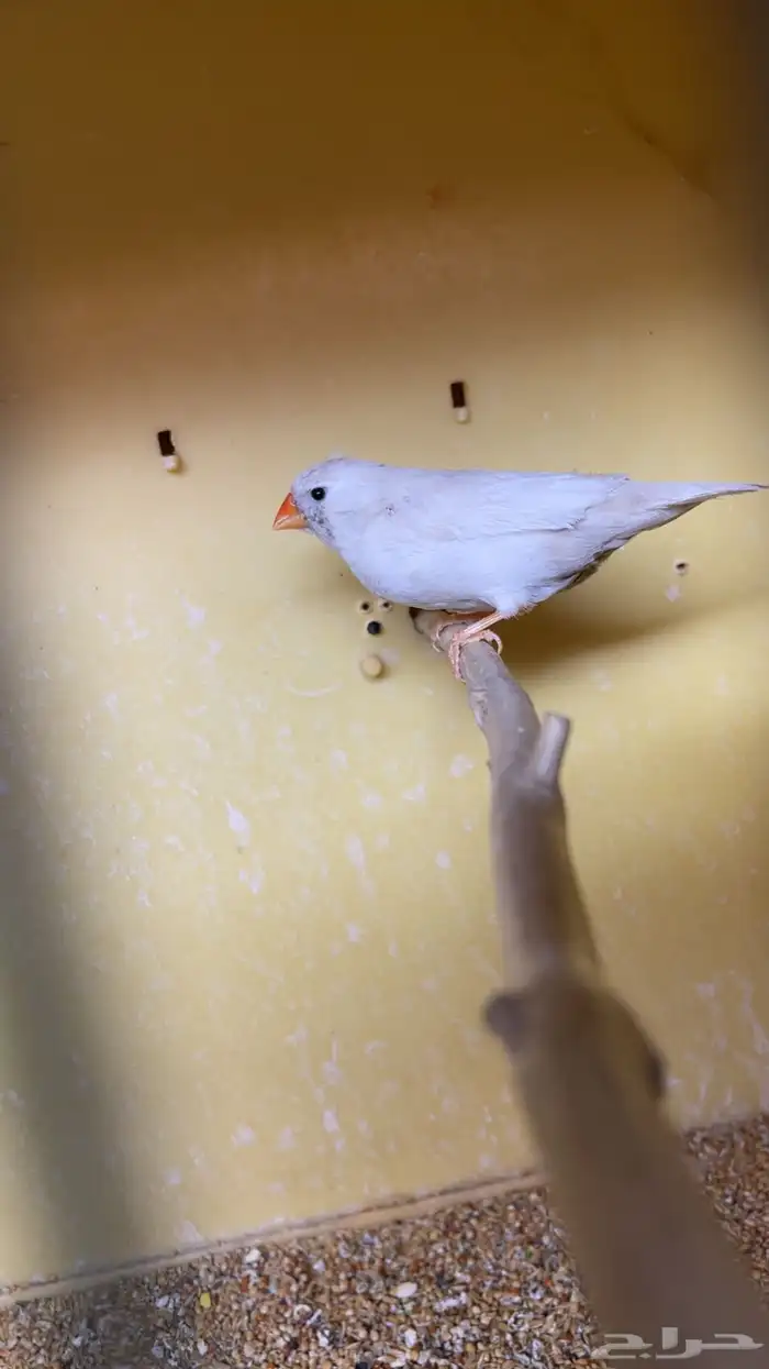 ايمو شاركول 1