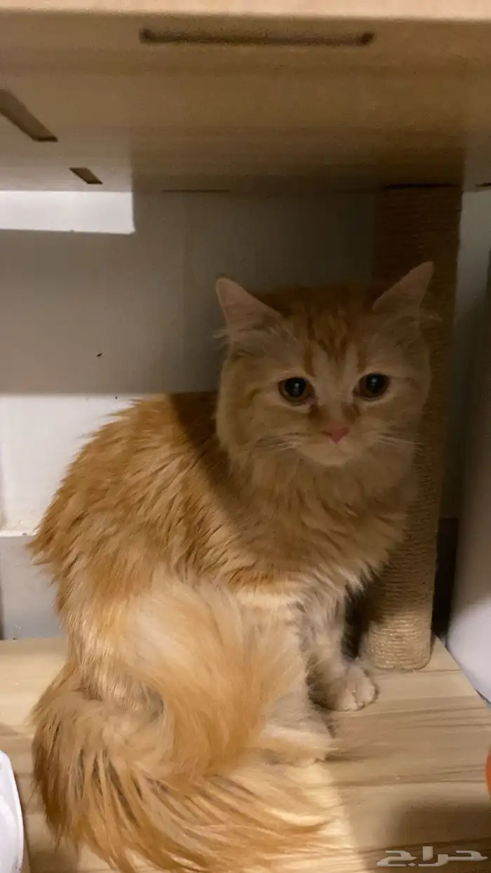 قطط كبيره ورضيعه للبيع شيرازي سكوتش مكس هملايا 2