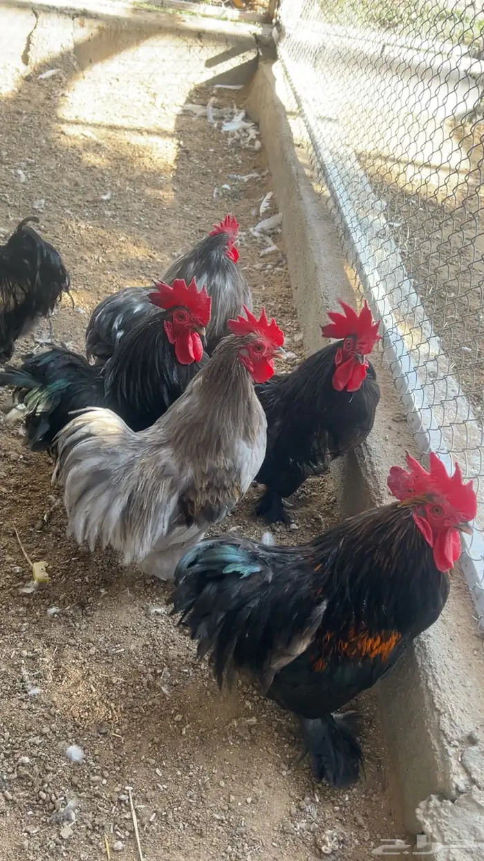 للبيع ديوك رومي و كوشن و وز عراقي 9