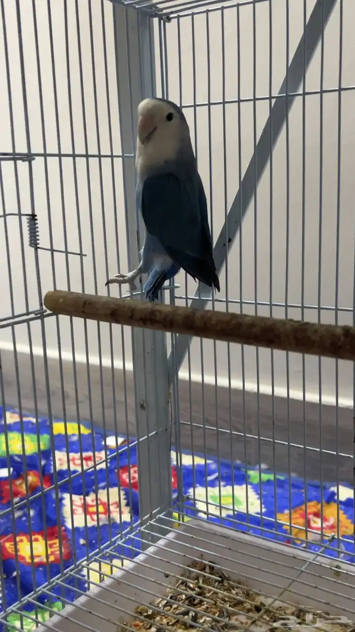 للبيع ذكر روز محلل الي توقف عليه سومه نصيبه 0