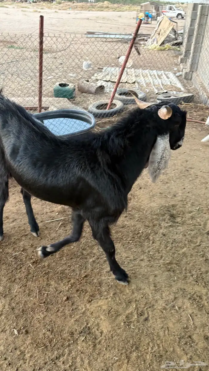 للبيع تيس معرف 3