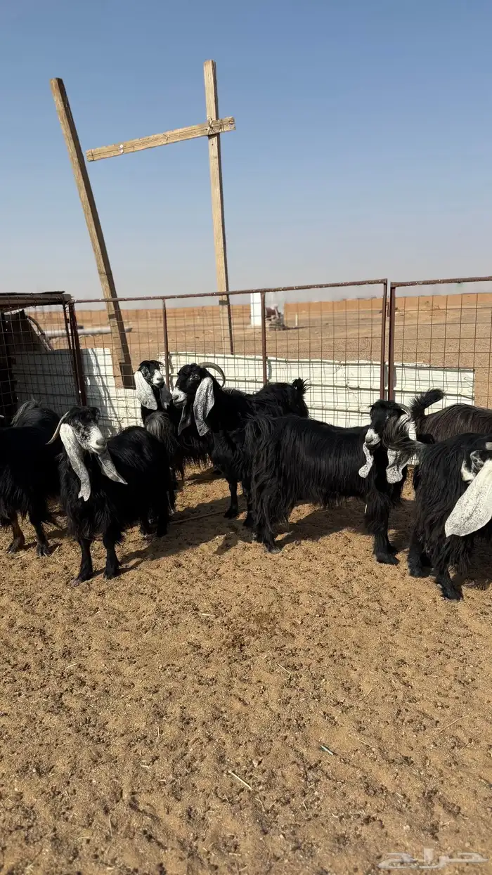 معزاء دفيع 2