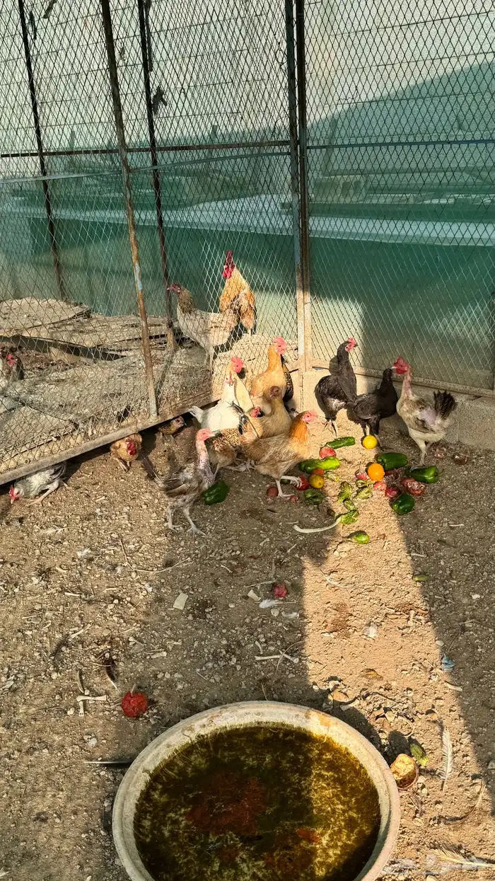 للبيع دجاج 0