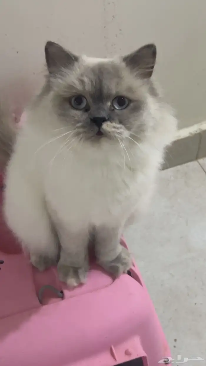 قطه هيمالايا للبيع 1