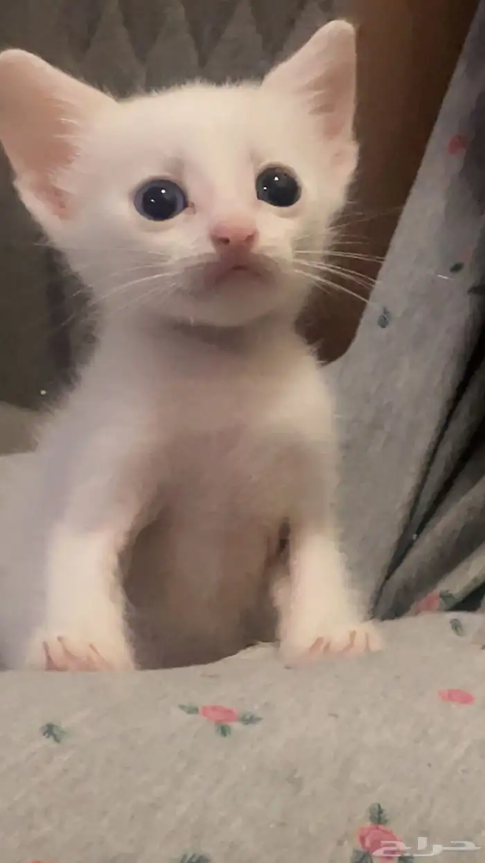 قط بلدي ابيض للتبني عمره 3 شهور 4