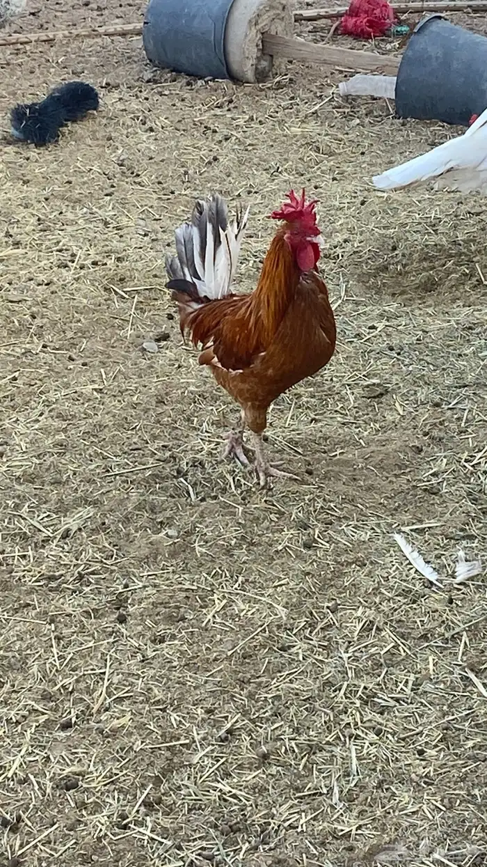 دجاج بلدي ومشكل بياض ع الشرط 5