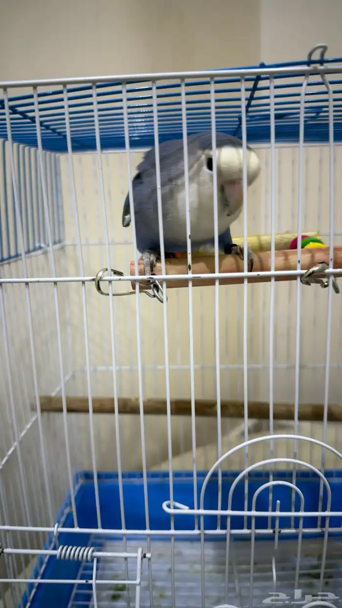 عصفور روز هدد خارجي داخلي 0