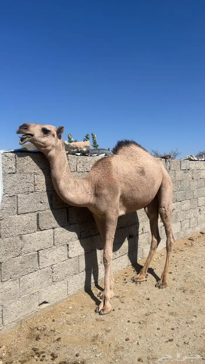 بكره برية للبيع 2