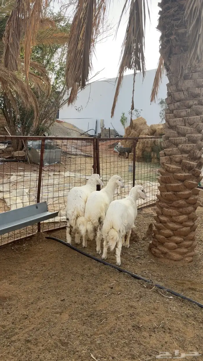 3 طليان طيبه فل شحم 4