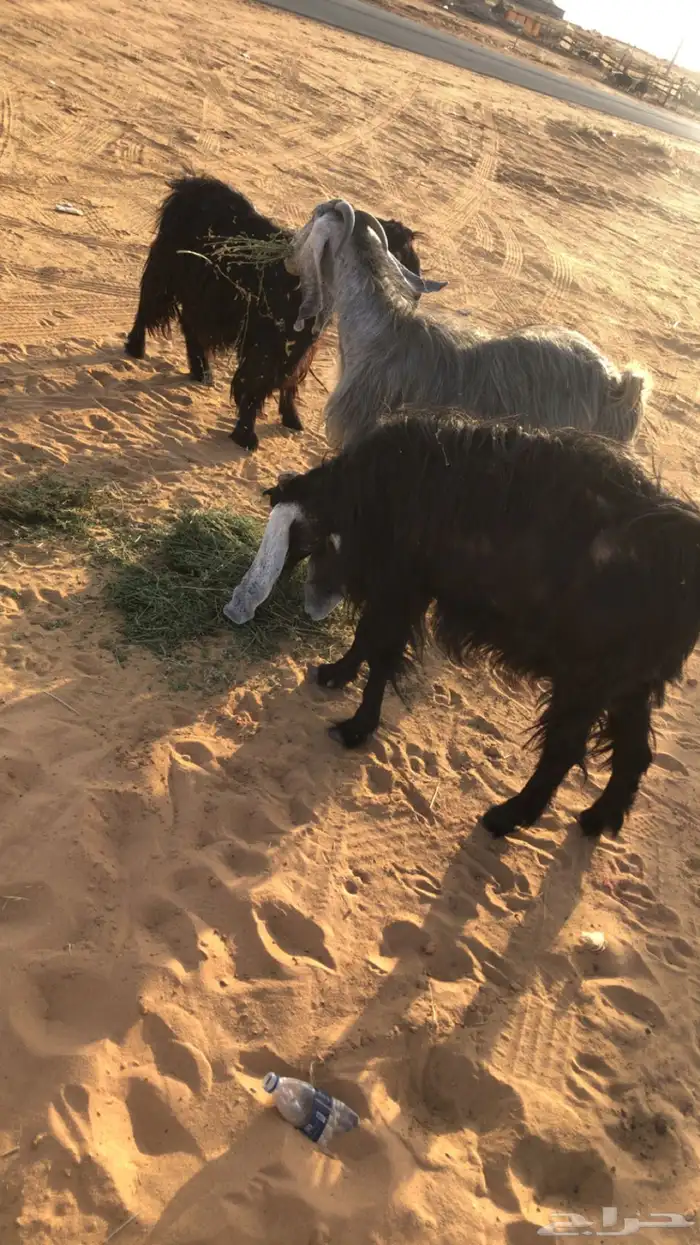 عنز والد تحتها 2 معزه حليب ومضاريع 8