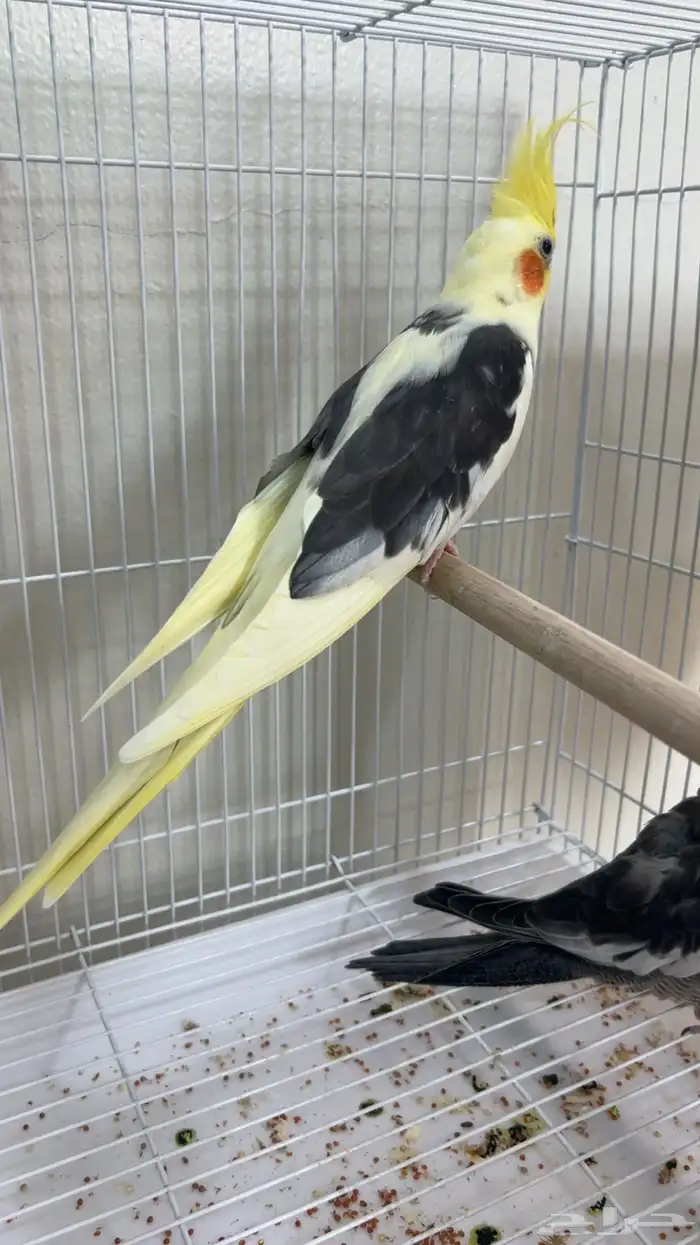 كروان مع فروخه 0