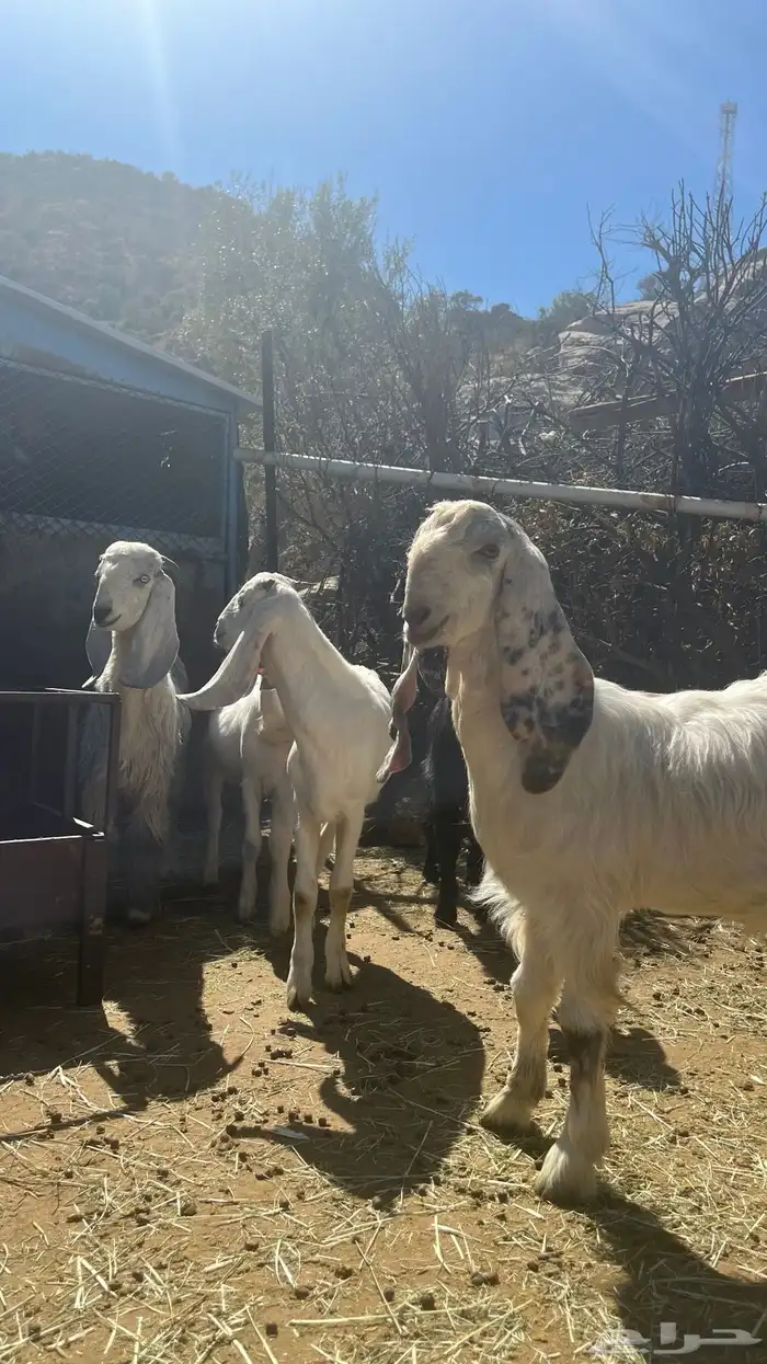 تيوس بني مالك 2