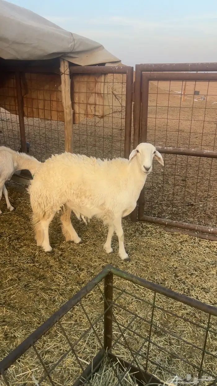 رخل حريه ثنيه 0