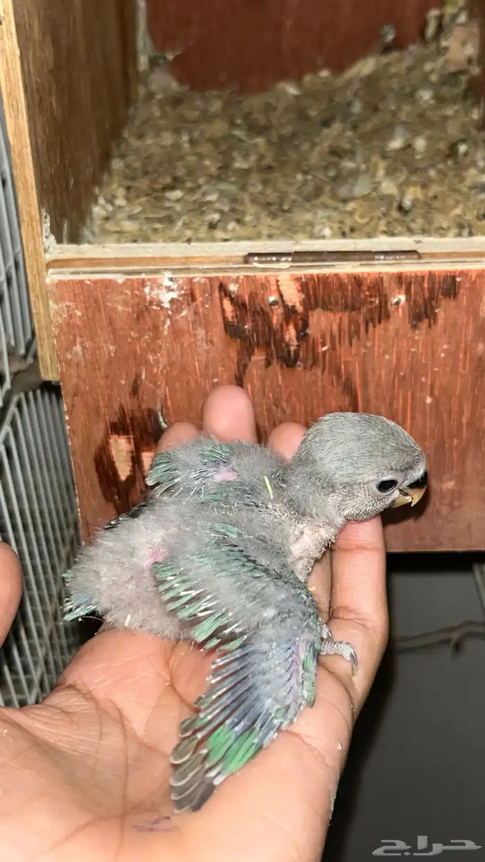 فرخ روز عليه عرض 3